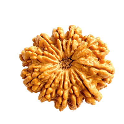 11 Mukhi Rudraksha